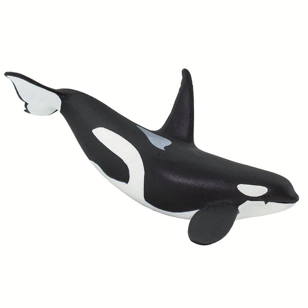 This hand-painted Orca figurine measures 6" from nose to tail, and is 3" tall at the tip of its dorsal fin. It's a little larger than a can of cola. Its colors are black above contrasted with white below, and features the whale's trademark white patches just above and behind each eye