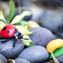 Ladybug on a rock