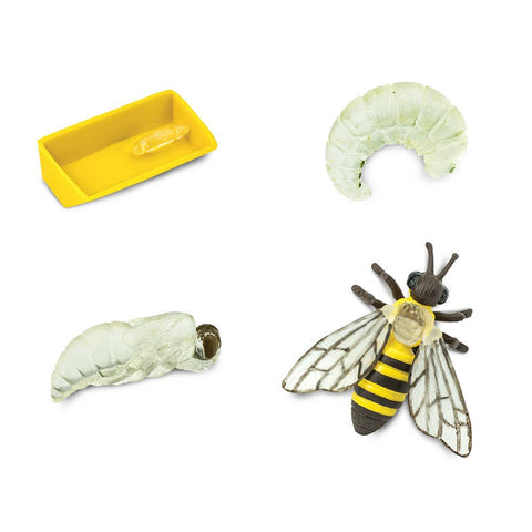 While eggs, larvae, and pupae are almost clear, the honeybee takes on its iconic black and yellow coloration when it emerges from the pupa stage as an adult. This adult figure is 3 inches long, about the length of a computer mouse