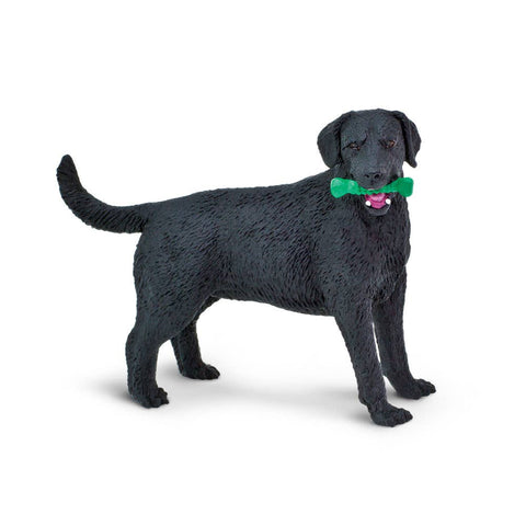 Black Labrador with green toy in his mouth