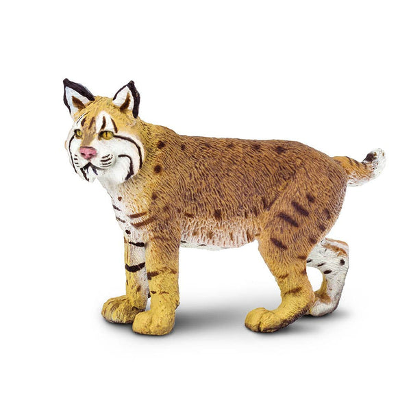 Bobcat with black markings on face. White underbelly and yellowish brown coat