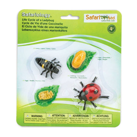 Retail packaging of the life cycle of a ladybug.
