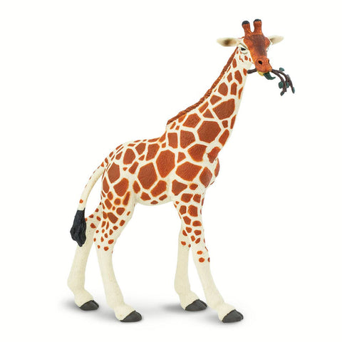 Cream and tan Giraffe with a small branch in his mouth