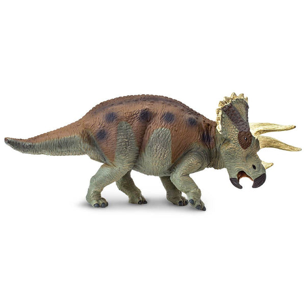 It is mostly dark gray with some earth tone patches to make it difficult for predators to see in the distance. The light gray horns and frill edges would have caught the attention of other Triceratops.