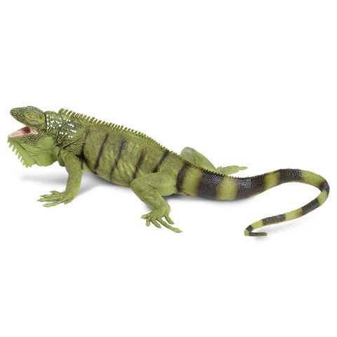 Green and black Iguana