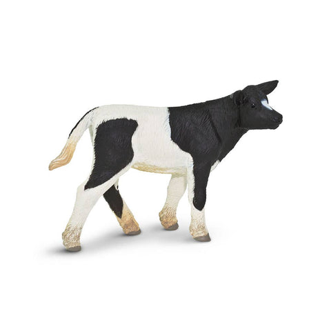Black and white holstein calf